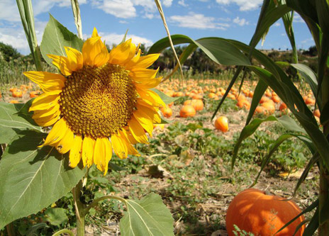 Bates Nut Farm - pumpkins for sale in the shop or farmstand, pumpkin patch-pick in the field, 