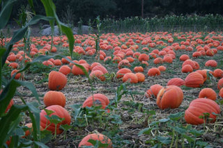 Event: The 2024 Pumpkin Patch