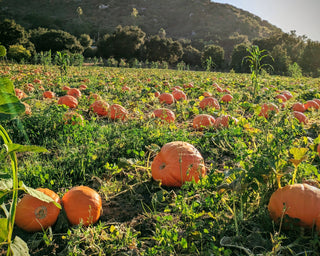 The 2025 Pumpkin Patch