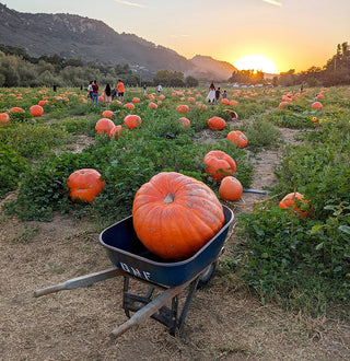 The 2025 Pumpkin Patch