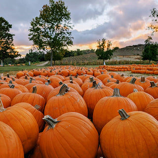 Fall Friday Festivals at The Pumpkin Patch