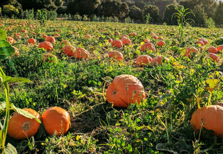 Pumpkin patch with a field of several orange pumpkins.