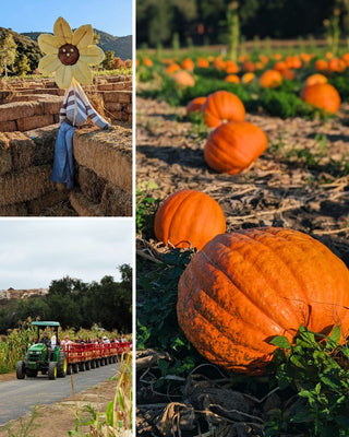 The 2026 Pumpkin Patch