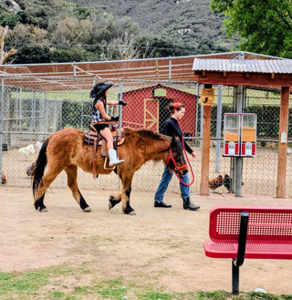 Pony Rides in August