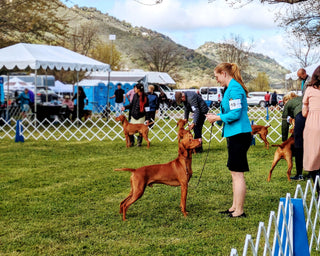 Cabrillo Kennel Club Dog Show