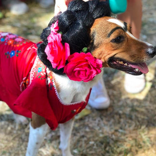 Howl-o-Ween Doggie Costume Contest & Parade