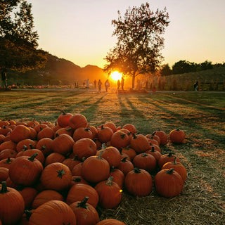 Fall Friday Festivals at The Pumpkin Patch