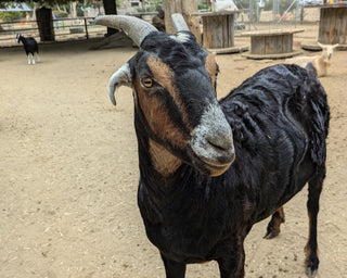 Manure Composting for Ranchers & Farmers Workshop – Valley Center