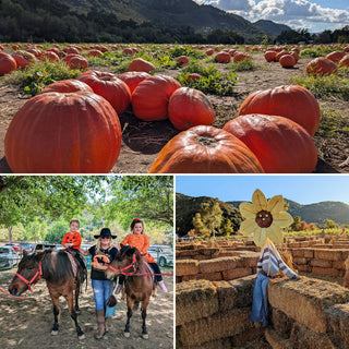 The 2026 Pumpkin Patch