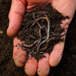 Solana Center for Environmental Innovation: In-Ground Composting with Worms Workshop