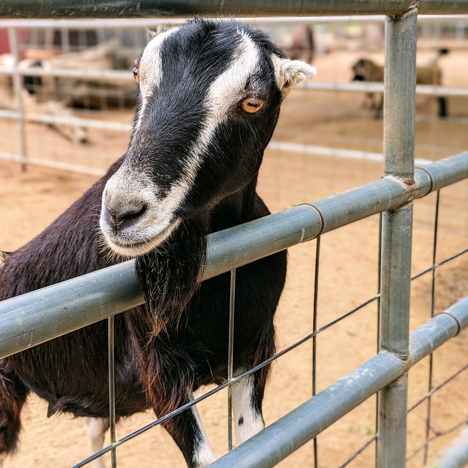 Plan Your Visit | Family & Dog Friendly Farm in Valley Center – Bates ...