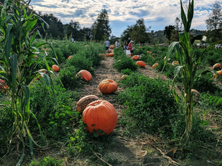 Pumpkin patch in Valley Center, CA. View of pumpkins, green bushes and trees.