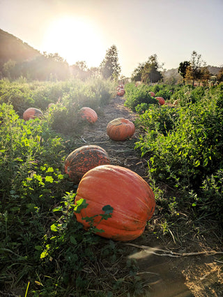 A large orange pumpkin sits on a dirt path in a sunlit farm field, surrounded by green plants and several more pumpkins in the background.