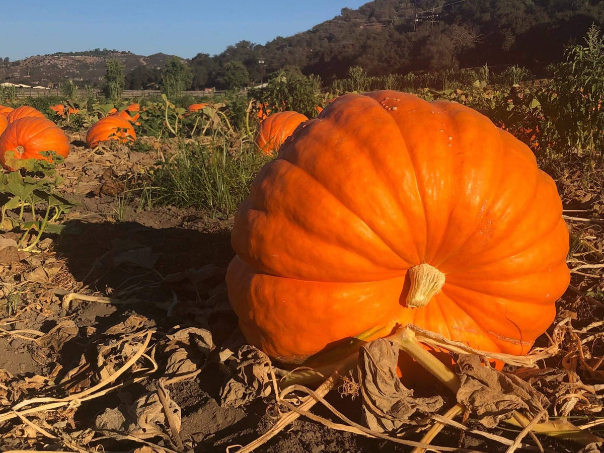 Pumpkin Patch Bates Nut Farm Pumpkin Patch Bates Nut Farm