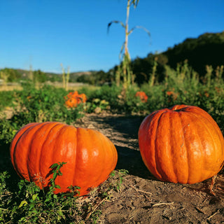 Two large orange pumpkins sitting on the ground in a sunny outdoor farm field, with more pumpkins and green plants blurred in the background under a clear blue sky.
