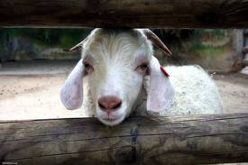 baby goat