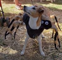 Howl-o-Ween Doggie Costume Contest & Parade