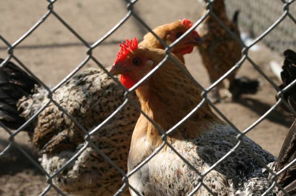 Some of our beautiful hens