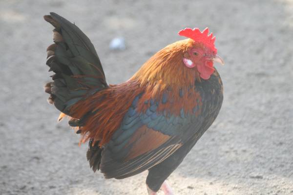 A very handsome bantam rooster