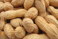Snacks & Other Treats - Peanuts, Roasted In Shell, NO SALT 8oz.