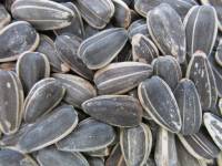 Snacks & Other Treats - Sunflower Seeds, Roasted & Salted, In Shell 6 oz.